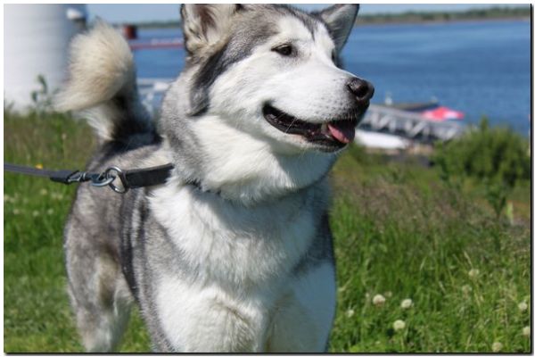 Sheena367.jpg