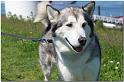 Sheena366